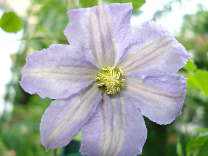 DSC02326 - Clematis 2012