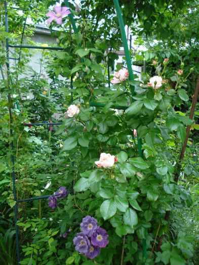 "Comtesse de Bouchaud", langa trandafiri - Clematis 2012