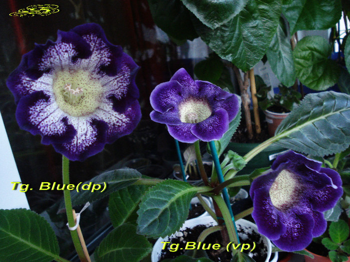 Tg.Blue(dp) &Tg.Blue (vp) (1-06-2012)