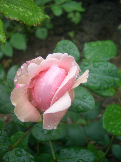 Giardina (Climber - Evers, Germany, 1992).