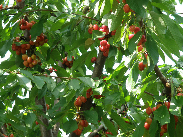 gradina 033 - gradina 2012