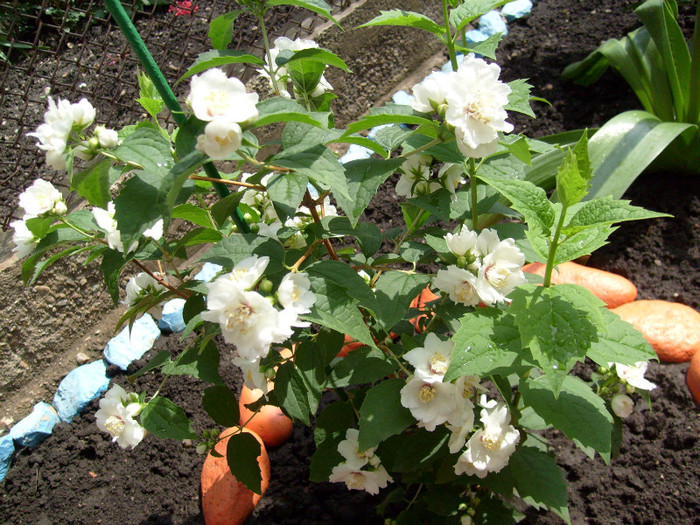 Philadelphus c. Schneesturm; iasomie cu flori duble, foarte parfumata!de la www.multeplante.ro
