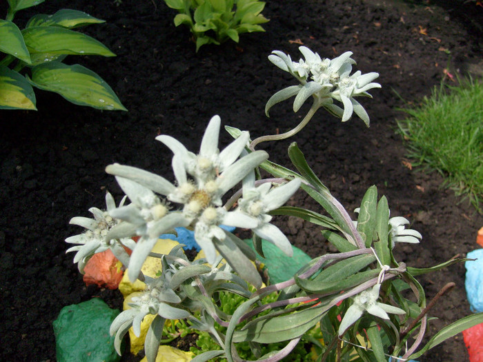 Floarea de colt-Leontopodium alpinum; floarea de colt.de la www.multeplante.ro
