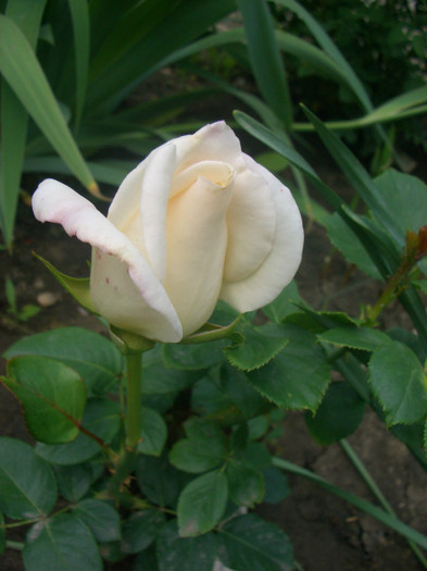 Sir Galahad • Queen Guinevere (Shrub - Harkness,  2002).