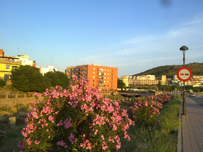 leandri pe strada mea - natura si frumusetea ei