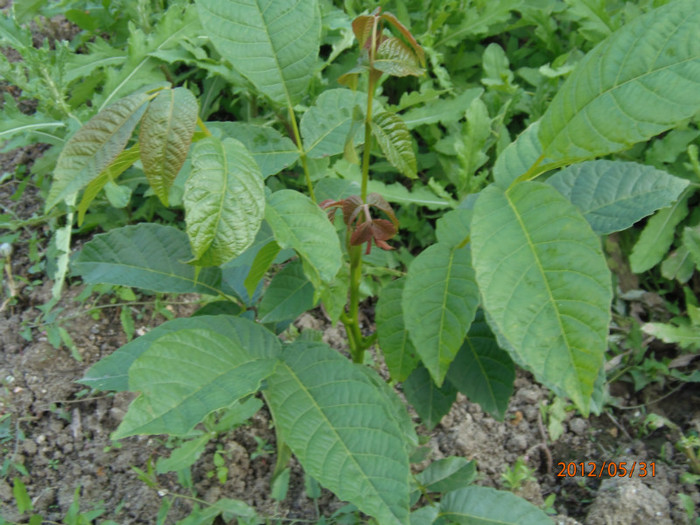 nuc; nuc rasarit in gradina!
