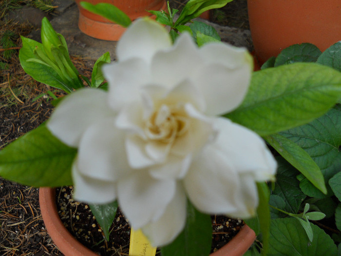 gardenia four season