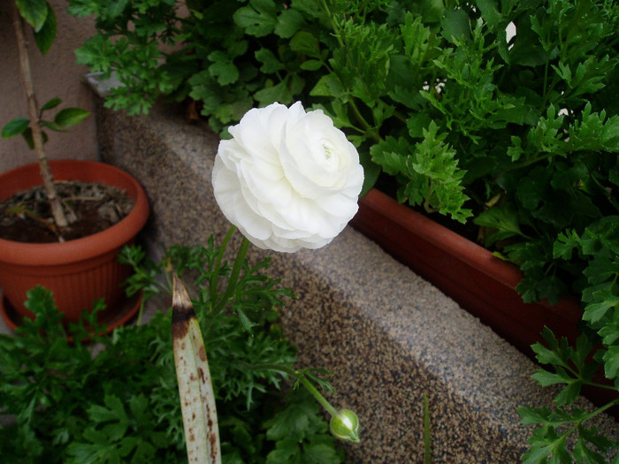 1 Iunie- Ranunculus - Mai - Iunie