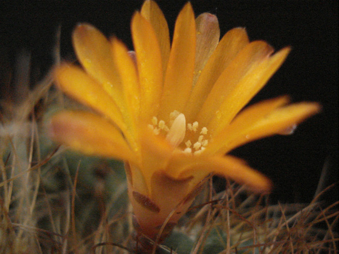 DSC01296 - Cactusi 2011