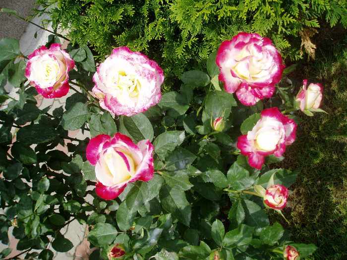 Double Delight - Mai - Iunie