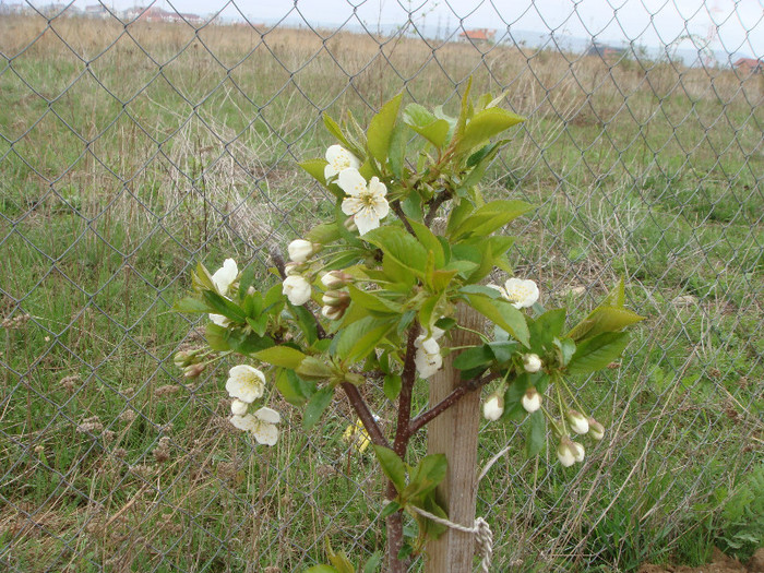 DSC00238 - Pomi fructiferi - Vie