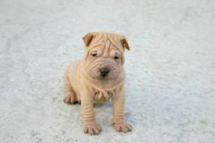  - Gaho