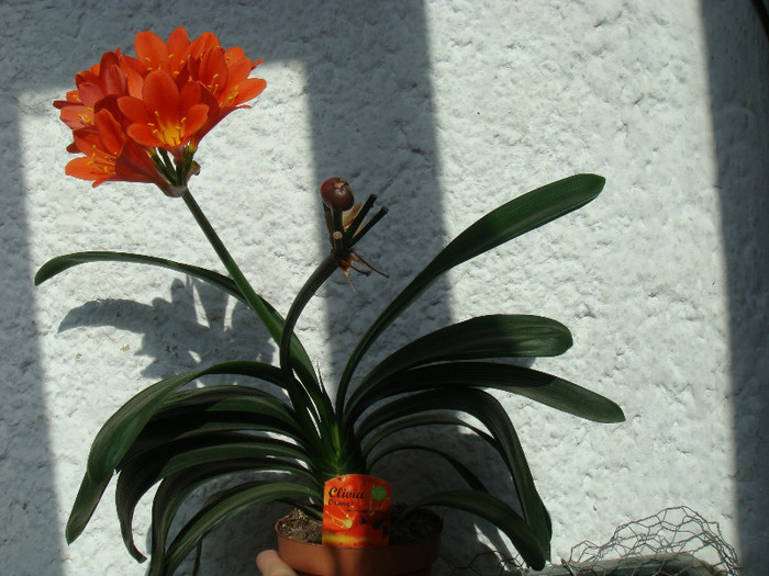 DSC00254 - Clivia