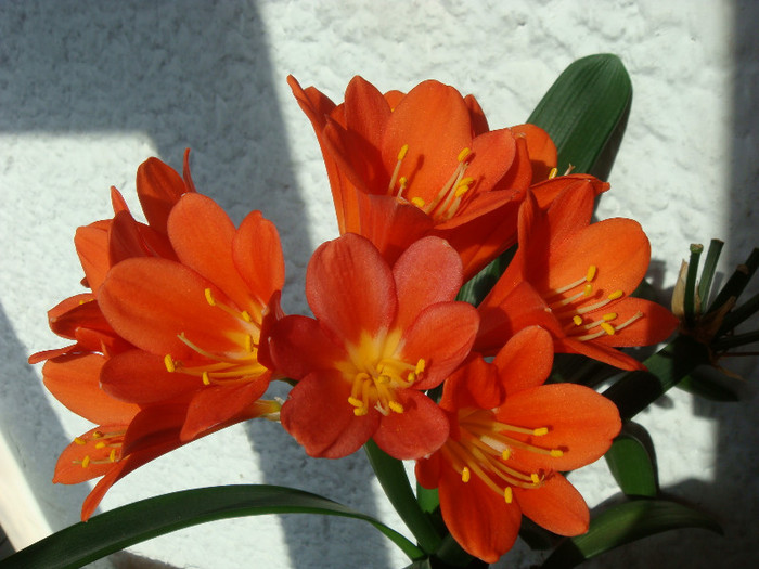 DSC00253 - Clivia