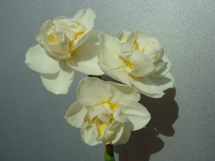 DSC00260 - Narcise