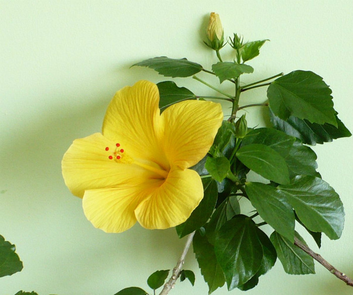 P1390509 crop 1