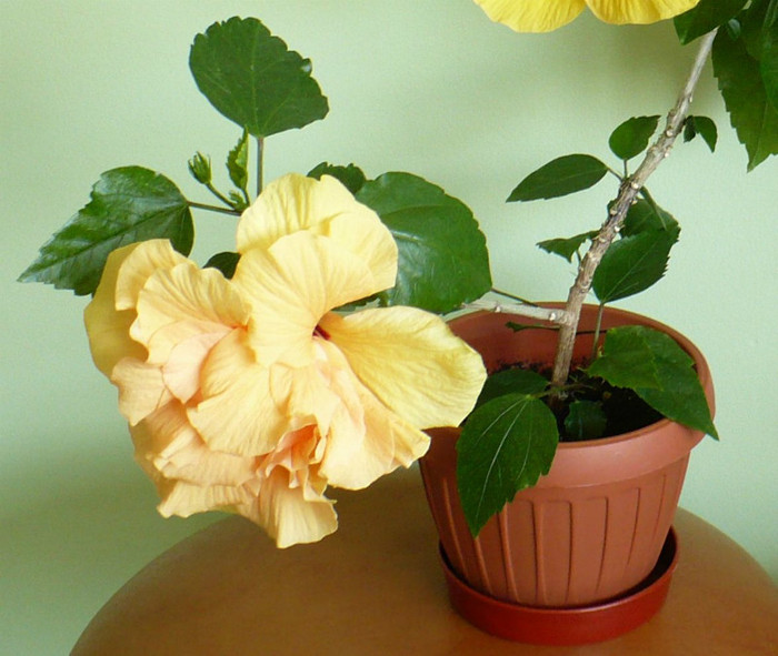P1390509 crop 2