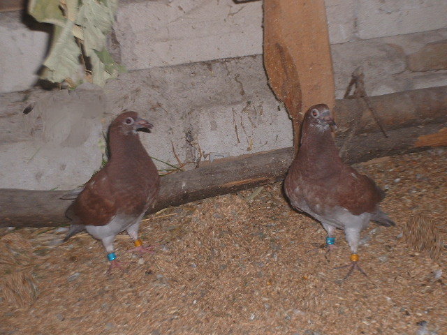 pui meulemans ..inele germania - voiajori pui si meulemans pui