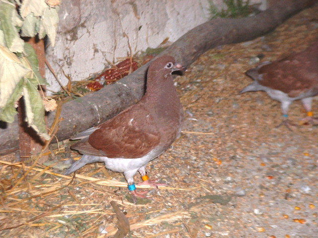 pui meulemans ..inele germania - voiajori pui si meulemans pui