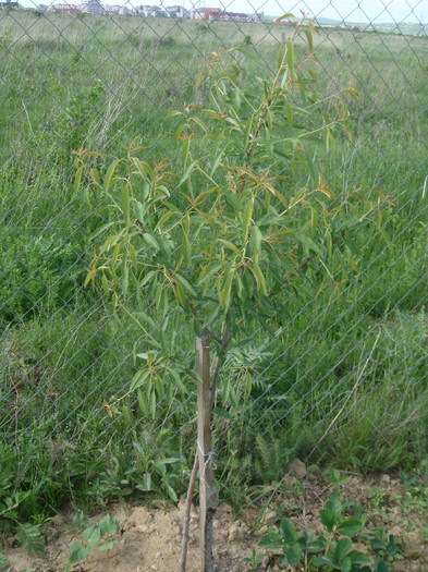 Migdal - Pomi fructiferi - Vie