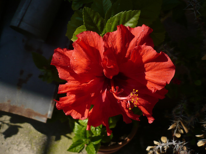P1140135