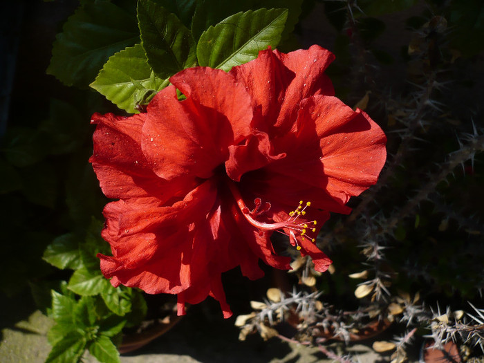 P1140137