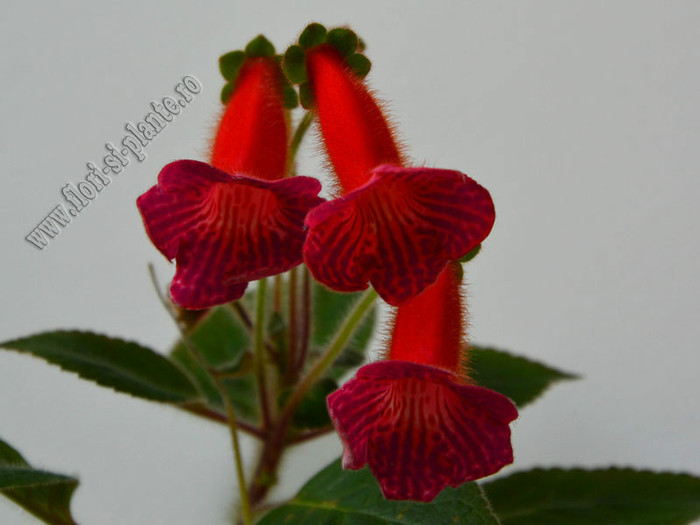 Kohleria Lena; 2012
