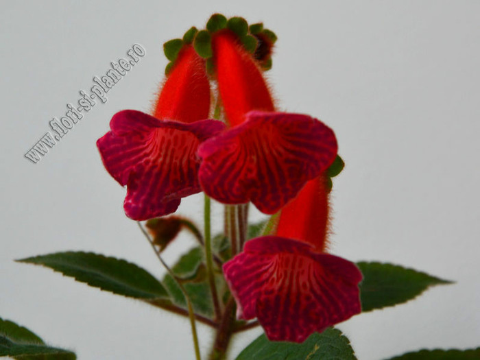 Kohleria Lena; 2012
