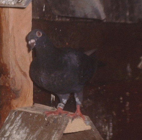 mascul pui negru voiajor - voiajori pui si meulemans pui