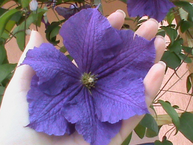 DSC01412 - Clematis