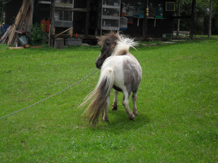 SDC13728 - ANIMALELE UNUI PRIETEN