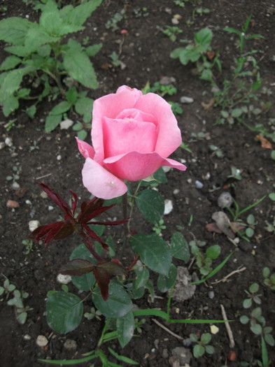 primul an, prima floare - Trandafiri