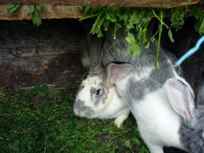 P1100260 - Iepuri mei