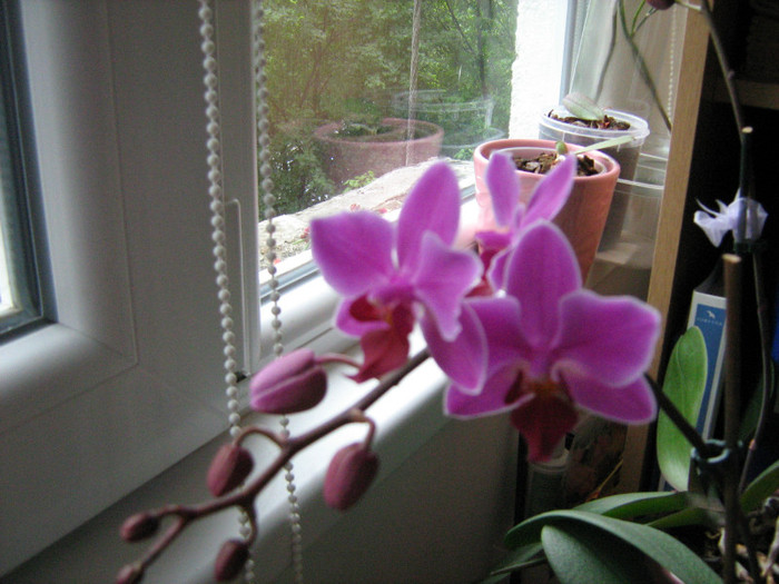 22.05.12 - Orhidee Phalaenopsis