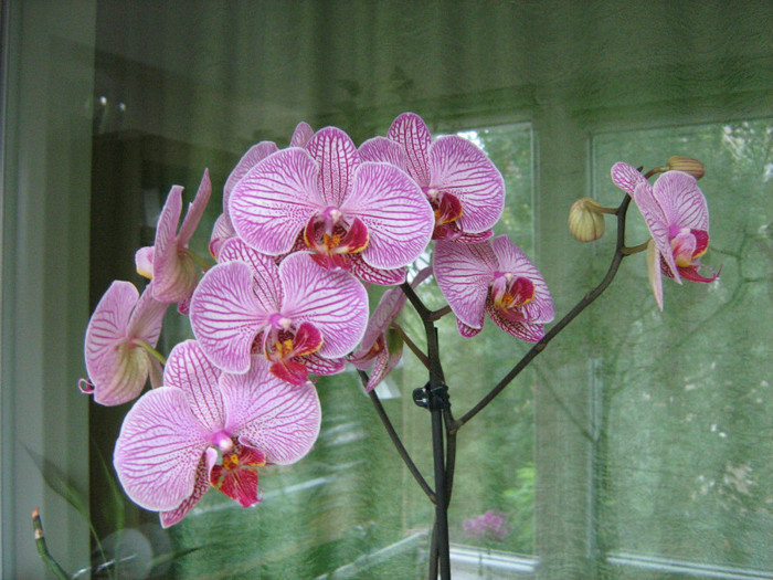 22.05.12 - Orhidee Phalaenopsis