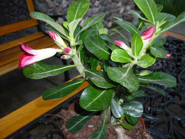 010 - Adenium Anouk