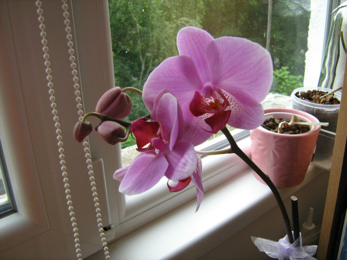 01.06.12 - Orhidee Phalaenopsis