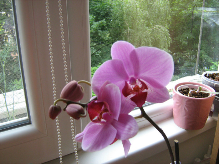 01.06.12 - Orhidee Phalaenopsis