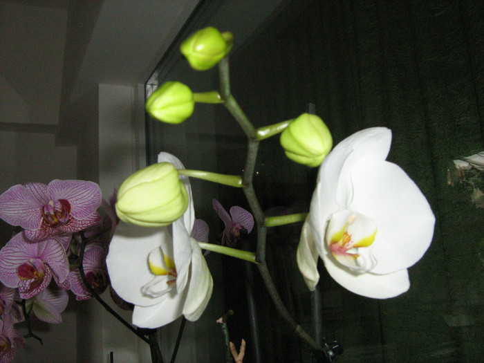 01.06.12 - Orhidee Phalaenopsis