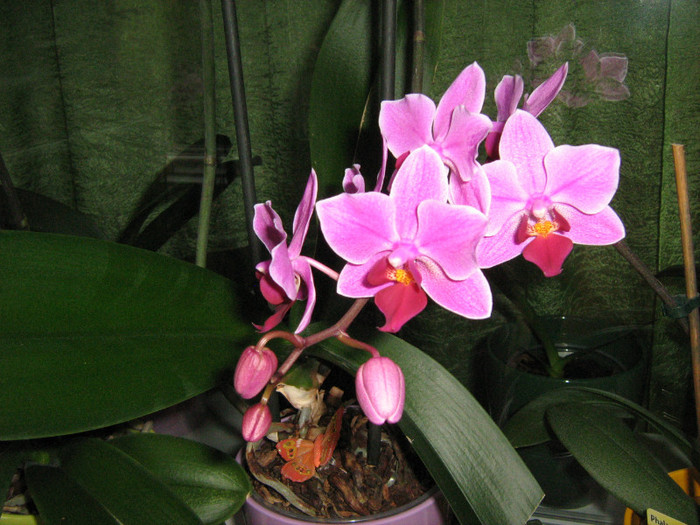 01.06.12 - Orhidee Phalaenopsis