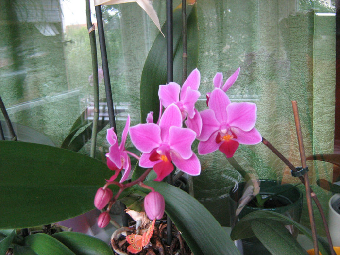 01.06.12 - Orhidee Phalaenopsis