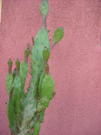  - Cactus  2012