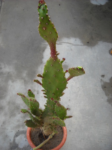 Oputnia monacantha f. monstrasa - Cactus  2012