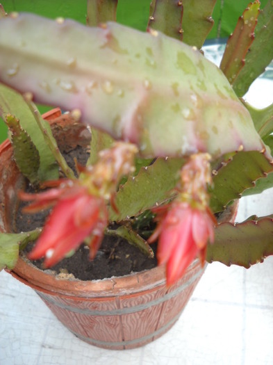 Epifilium - Cactus  2012