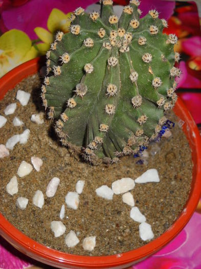 Echinopsis - Cactus  2012