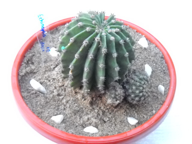 Echinopsis