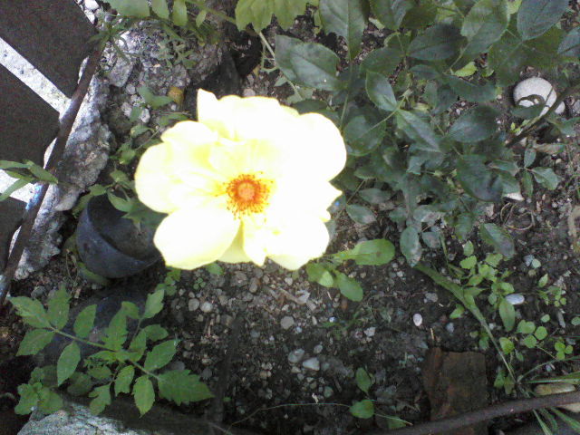 P01-06-12_14.06[1] - Florile mele
