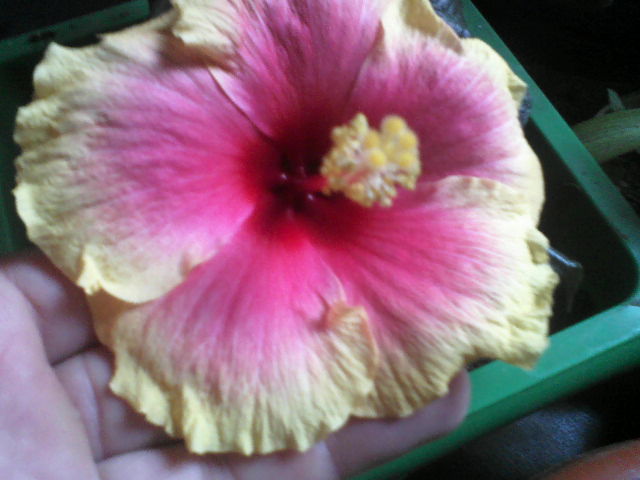 P29-05-12_08.57[1] - hibiscus