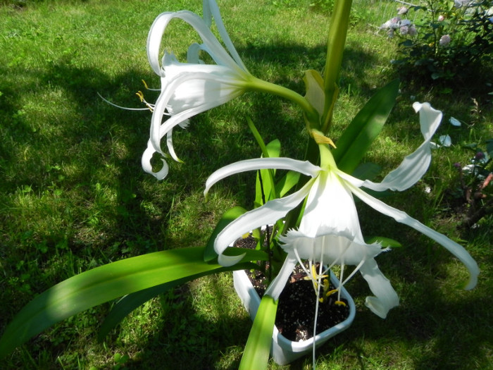  - Hymenocallis Festalis