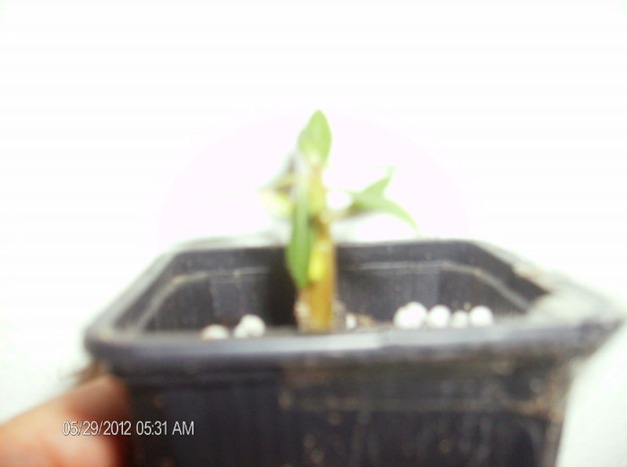 Jearelong mai 2012-are 4 luni - Adenium-deocamdata evolutia lor